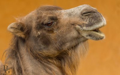 Aachener Tierpark Euregiozoo