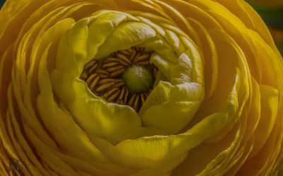 Makrofotografie – kein leichtes Unterfangen